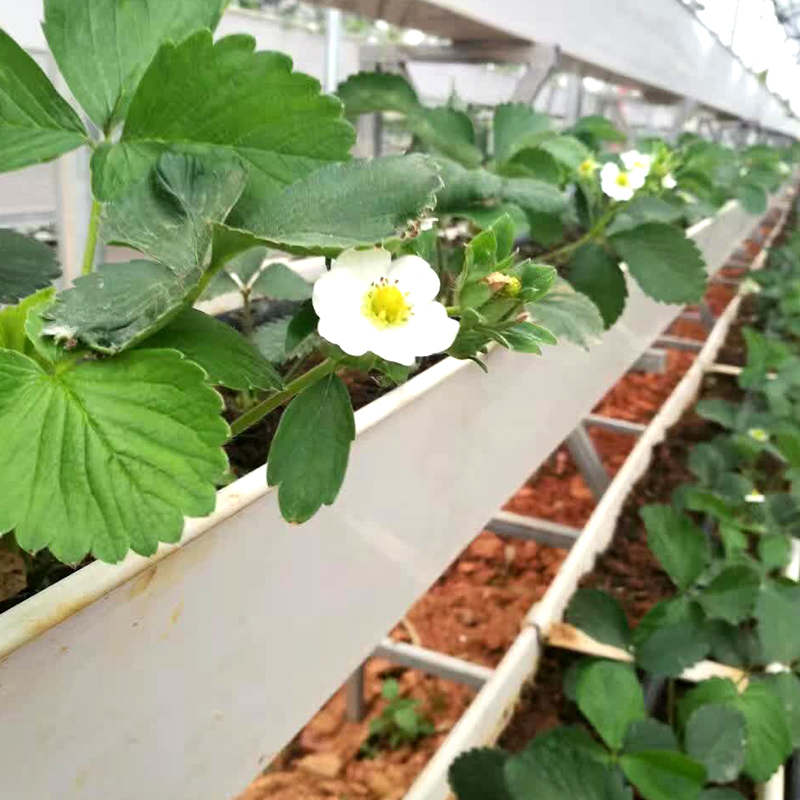 草莓丝瓜视频污版黄色软件下载种植槽